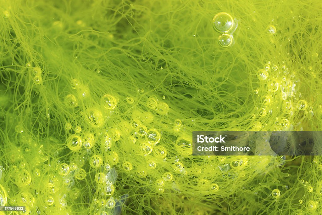 緑色藻と泡 - オーガニックのロイヤリティフリーストックフォト