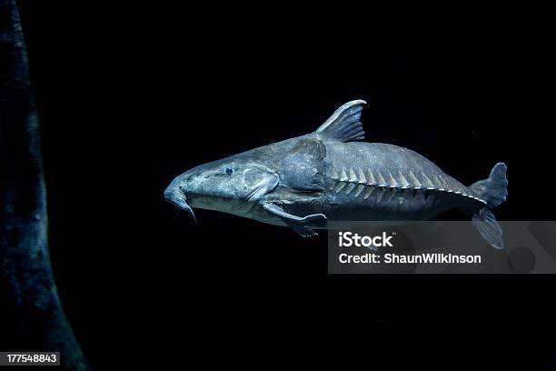 Ripsaw Catfish In Dark Water Stock Photo - Download Image Now -   River, Animal, Animals In The Wild - iStock