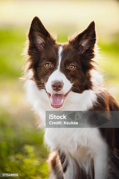 Happy Brown Dog Border Collie Stock Photo - Download Image Now - Affectionate, Animal, Backgrounds