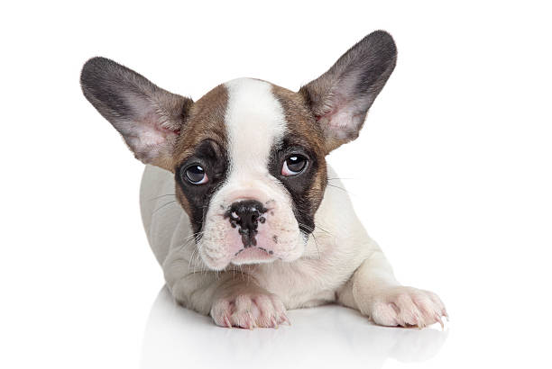 istock French bulldog puppy portrait 177549006