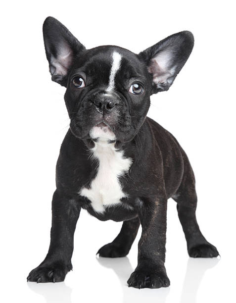 istock French bulldog puppy 177549032
