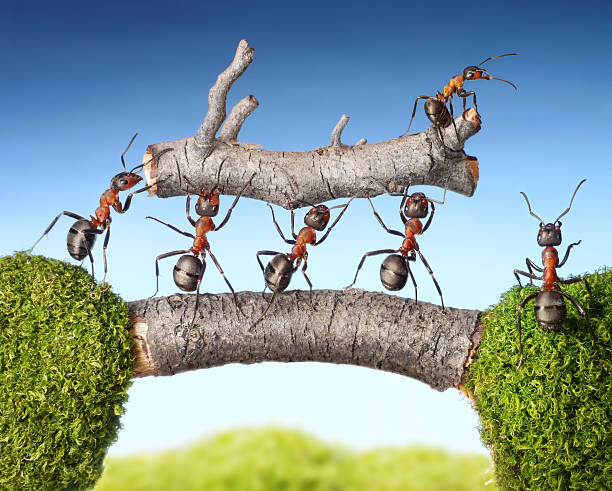 istock team of ants carry log on bridge, teamwork 177549089
