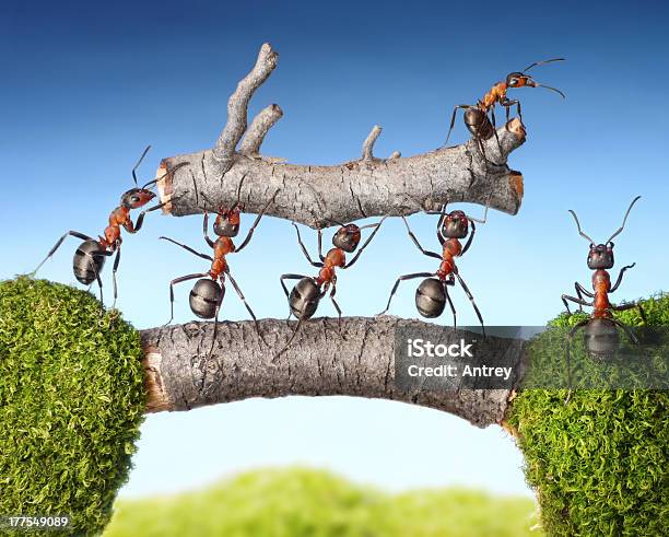 Team Of Ants Carry Log On Bridge Teamwork Stock Photo - Download Image Now - Ant, Teamwork, Carrying