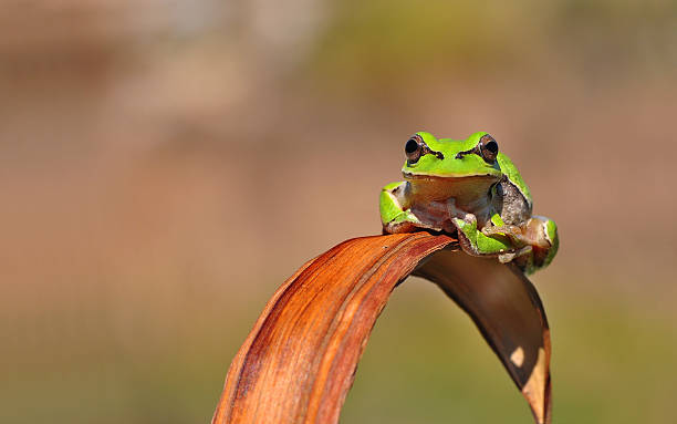 考える人像（ロダン) - green treefrog frog common frog tree frog ストックフォトと画像