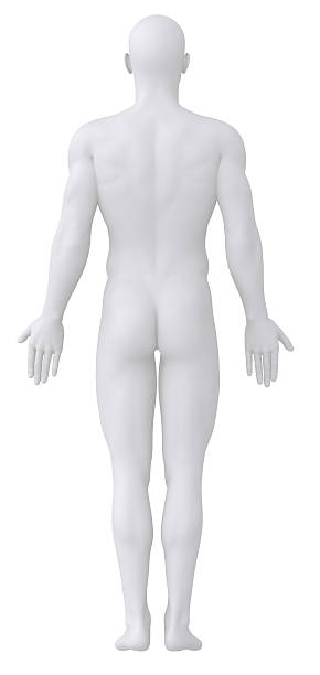 istock White male figure in posterior anatomical view 177549801