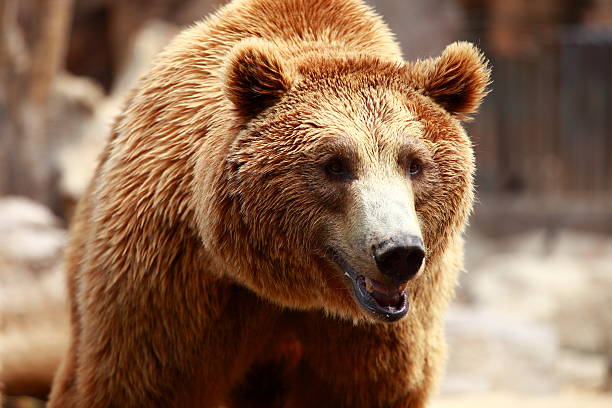 istock Brown bear looking for food 177549983