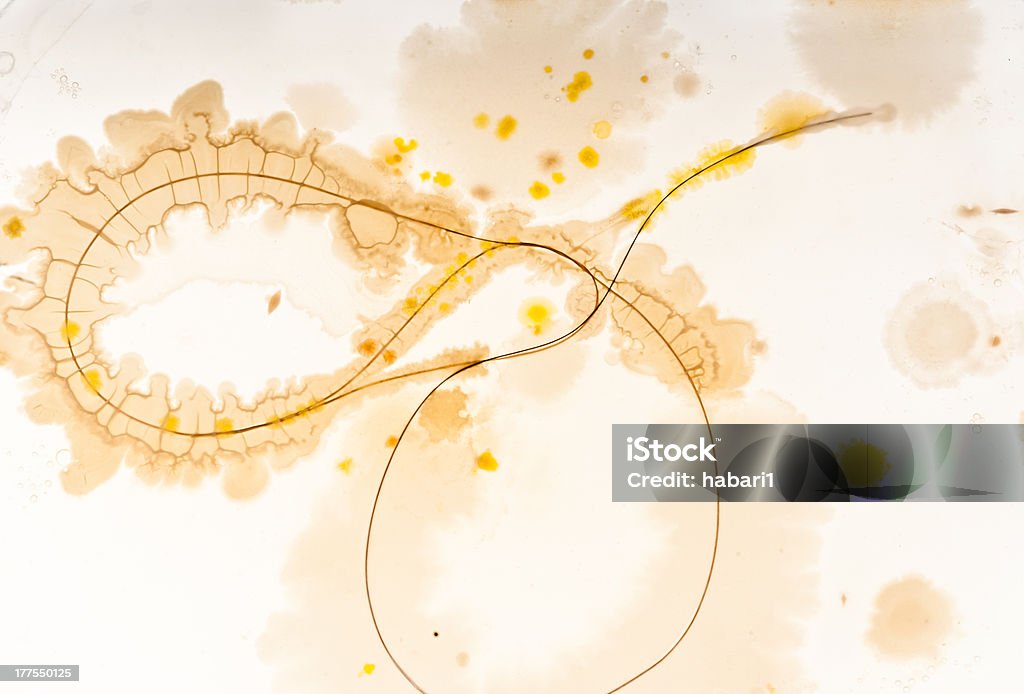 Cultivo de bacterias en Pelo humano - Foto de stock de Agar-agar libre de derechos