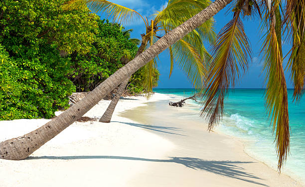 istock Tropical Beach on the maldives 177550145