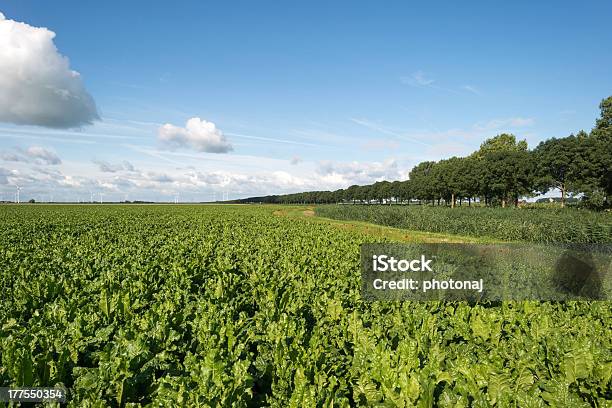 Photo libre de droit de Légumes Qui Poussent Sur Un Champ De Lété banque d'images et plus d'images libres de droit de Arbre - Arbre, En rang, Point de fuite