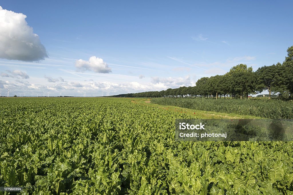 Legumes crescendo em um campo de verão - Foto de stock de Fileira royalty-free