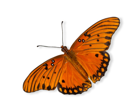 Gulf Fritillary butterfly (Agraulis vanillae) over white