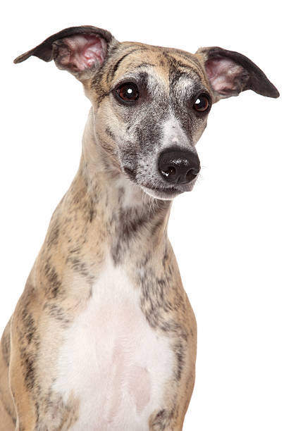 istock Whippet dog portrait on a white background 177550683