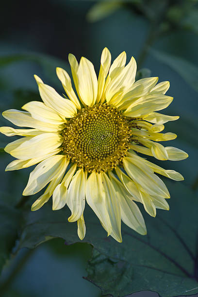 Girassol amarelo - foto de acervo