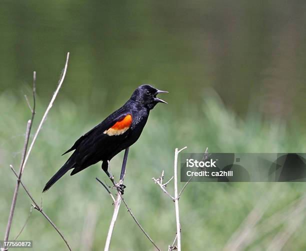 Redwinged Blackbird Singing Stock Photo - Download Image Now - Animal, Animal Call, Bird