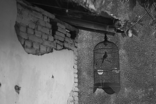 black and white photo of a bird cage made of iron.