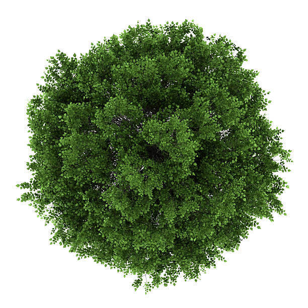istock top view of small-leaved lime tree isolated on white background 177551038