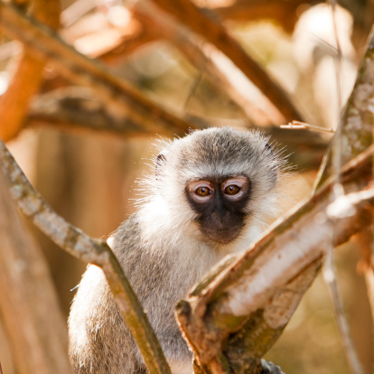 A vervet monkey (chlorocebus pygerythrus) watchiing us while we wait managed to steal a banana from our table. Vervets are Old World monkeys that inhabit savanna lands and mountains throughout much of Southern and East Africa.