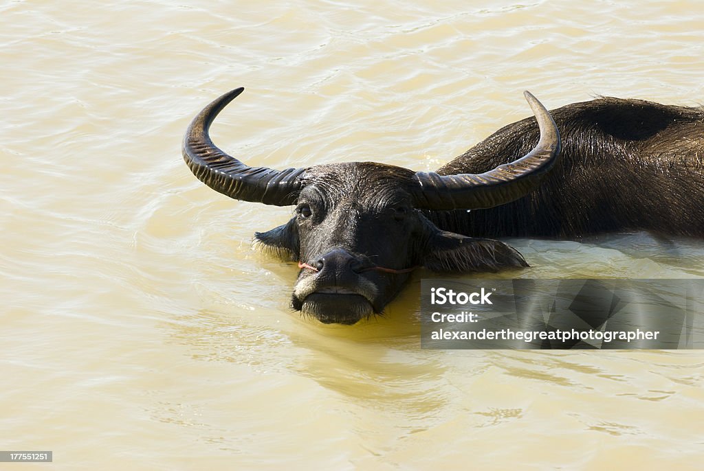 swimming waterbuffalo A curious and swimming waterbuffalo Animal Stock Photo