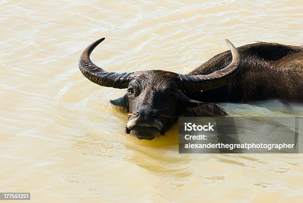 Swimming Waterbuffalo Stock Photo - Download Image Now - Animal, Asia, Attitude