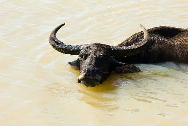 A curious and swimming waterbuffalo