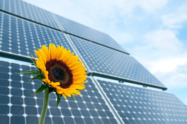 Sunflower with solar panels in the background against the blue sky