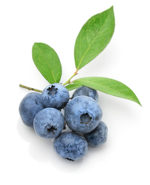 istock Close up of a blueberry twig 177551460