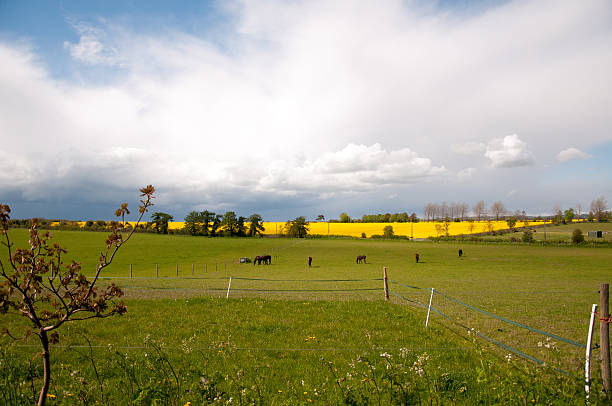 istock Horse farm landscape 177551613