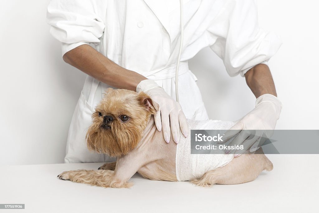 Veterinarian doctor and dog Veterinarian inspects a little dog breed Griffon Bruxellois Adult Stock Photo