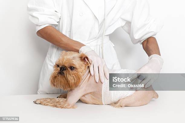 Veterinarian Doctor And Dog Stock Photo - Download Image Now - Adult, Animal, Animal Hospital