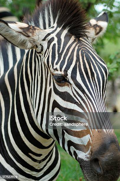 Zebra Na Zâmbia - Fotografias de stock e mais imagens de Animal - Animal, Animal de Safari, Animal selvagem