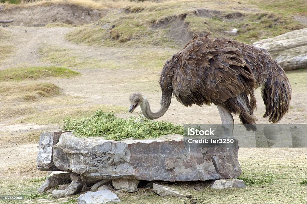 Ostrich Eating "Ostrich in a savanna environment eating grass. Photo taken at Africam Safari, Puebla, MAxico" Africa Stock Photo