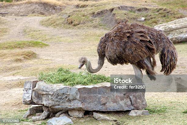 Avestruz Comer - Fotografias de stock e mais imagens de Alimentar - Alimentar, Alto - Descrição Física, Animal