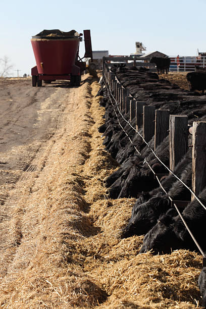 Feedlot Cows Black angus cows feeding at a feedlot operation beef cattle feeding stock pictures, royalty-free photos & images