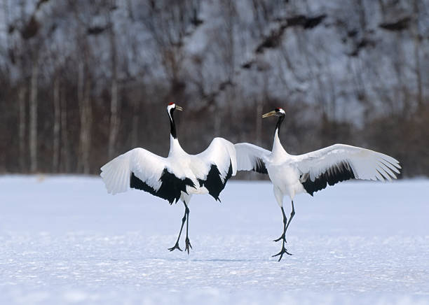 istock Japanese crane courtship dance 177552339