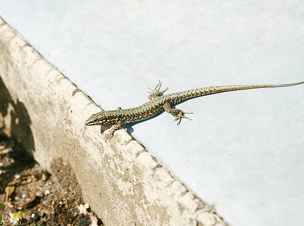 istock Lounging lizard sunning itself on the park 177552445