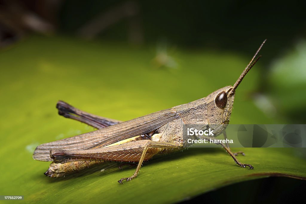 grasshopper close up close up image of brown grasshopper (chloealtis conspersa) Animal Stock Photo