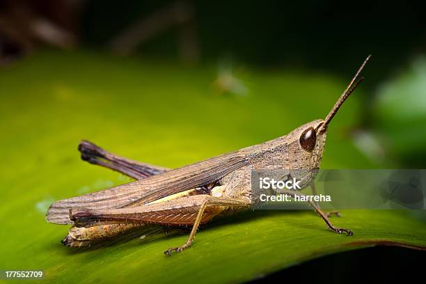 Grasshopper Close Up Stock Photo - Download Image Now - Animal, Animal Antenna, Animal Body Part