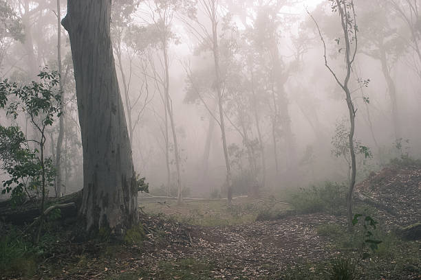 istock eucalyptus trees in the morning fog 177552811
