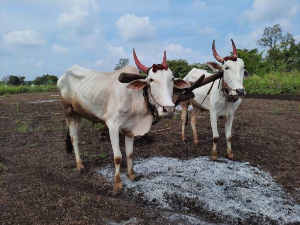 istock Two white khillari  bull in farm looking at camera 1775542869