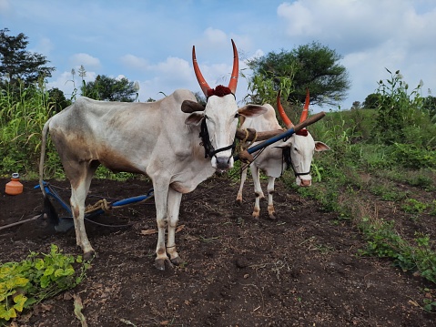 Two white khillari oxen stand in a indian farm field doing ploughing tradition way.