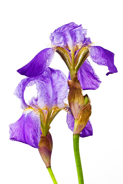 Violet flower iris stock photo