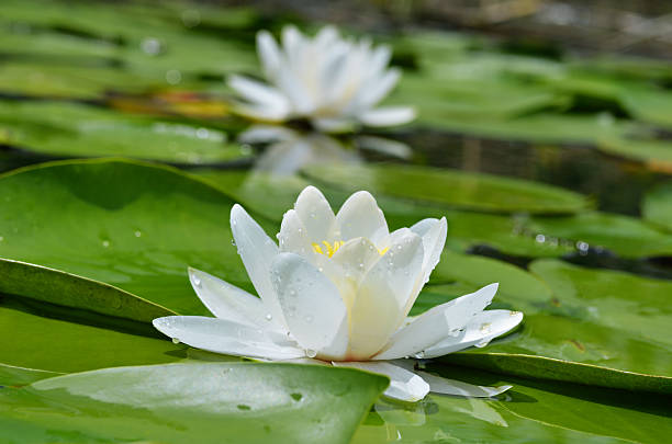 istock White lily on the lake 177555139