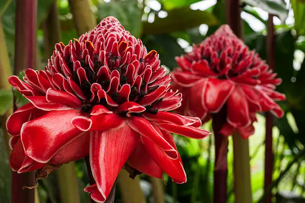 Photo of Plant from jungle Torch Ginger, Phaeomeria Magnifica