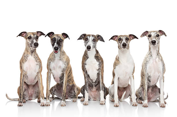 istock Group of whippets sits on a white background 177555241