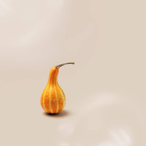 istock Decorative pumpkin on beige background with copy space. Minimal style modern still life, autumn or fall season holiday or harvest concept. Mini gourd or squash, simplicity naturalistic autumnal 1775552769