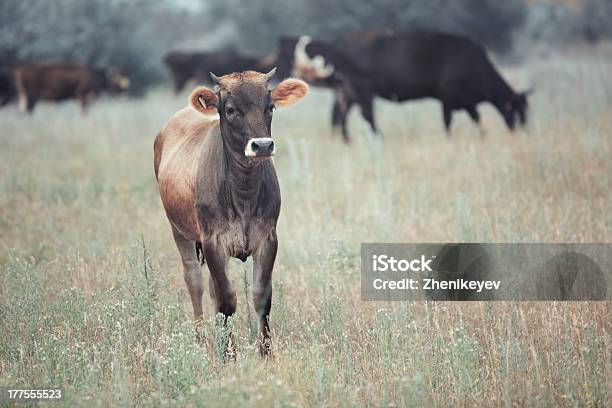 Vacas Foto de stock y más banco de imágenes de Agricultura - Agricultura, Aire libre, Andar