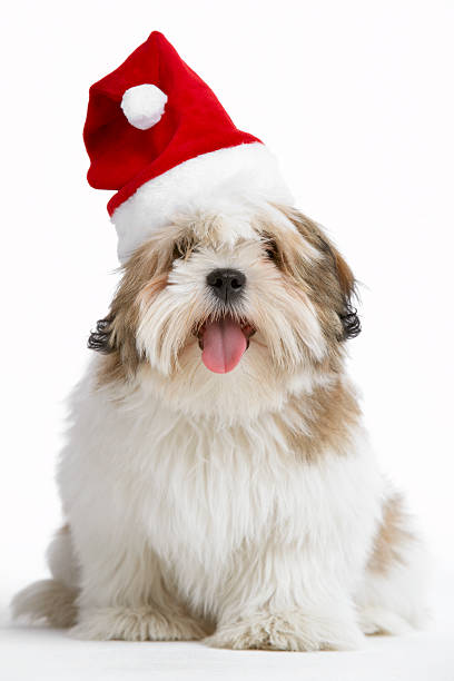 istock Lhasa Apso Dog Wearing Santa Hat 177555559