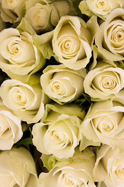 Białe róż – zdjęcie