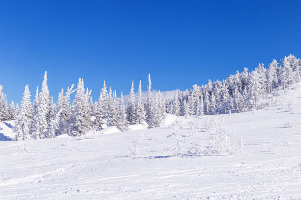 Winter fir trees on on top of mountain, nature view with blue cloudy sky and white snow, plant and tree covered frost. Natural Winter scenery in Sheregesh ski resort in Russia, Siberia. Panoramic view abetos de invierno en la cima de la montaña, vista de la naturaleza con cielo nublado azul y nieve, plantas y escarcha cubierta de árboles. paisaje natural de invierno en la estación de esquí de sheregesh en rusia, siberia. vista panorámica