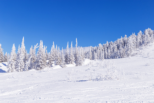 Winter fir trees on on top of mountain, nature view with blue cloudy sky and white snow, plant and tree covered frost. Natural Winter scenery in Sheregesh ski resort in Russia, Siberia. Panoramic view